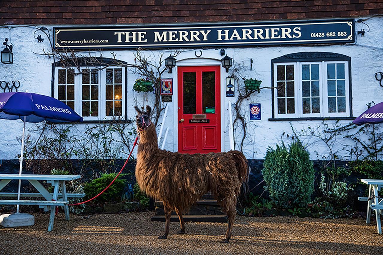 The Merry Harriers Bed & Breakfast Godalming Exterior photo